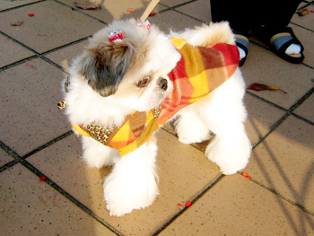 081103_06.jpg