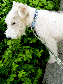 090529_03.jpg