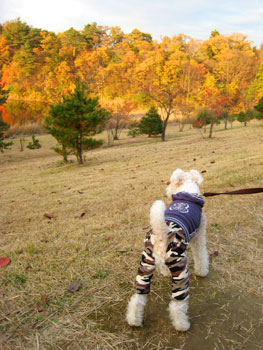 20071118_06.jpg