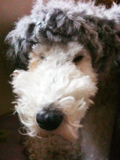 image-20101221125247.png
